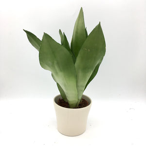 Sansevieria Moonshine - Cambridge Bee