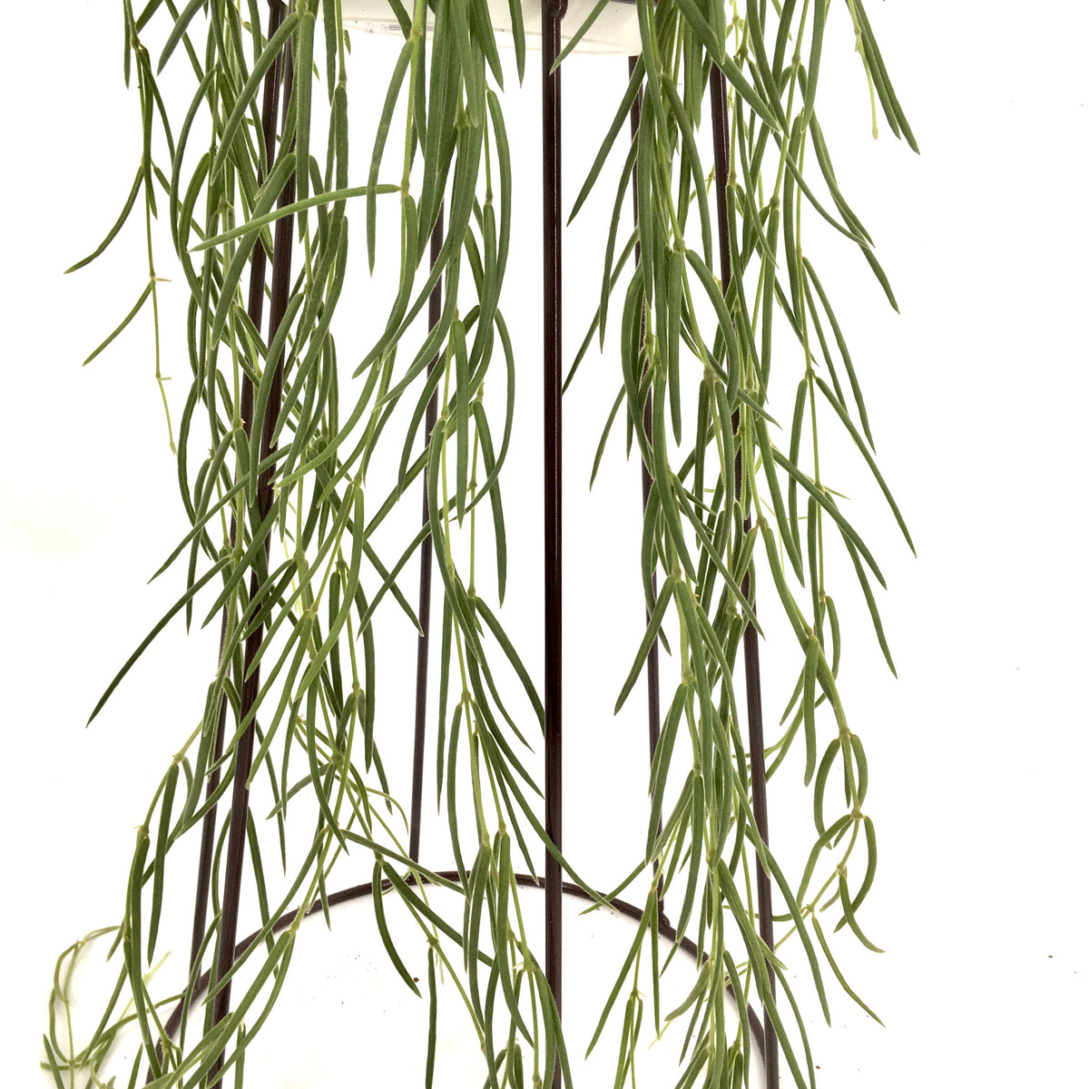 Hoya Linearis in hanging pot - Cambridge Bee