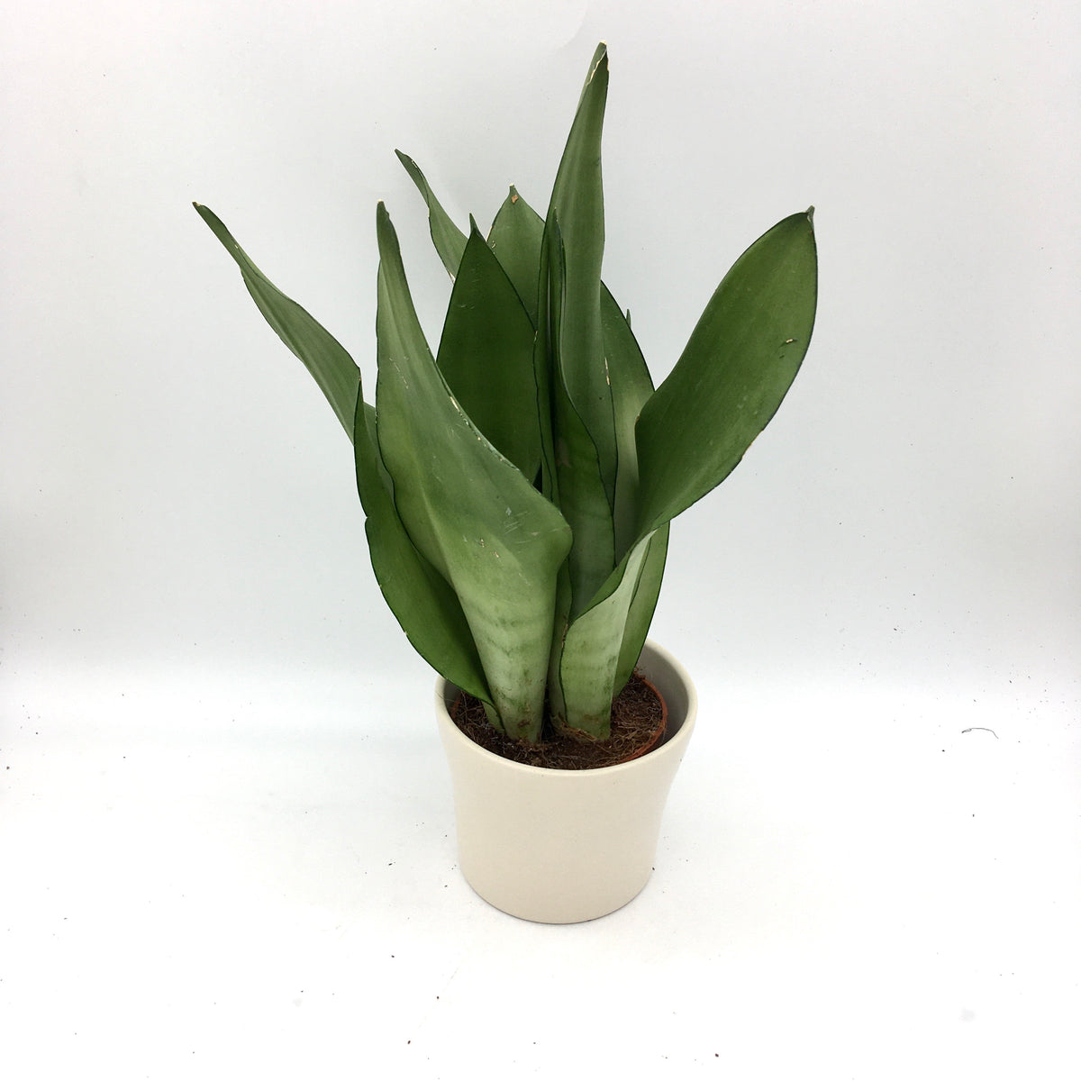 Sansevieria Moonshine - Cambridge Bee