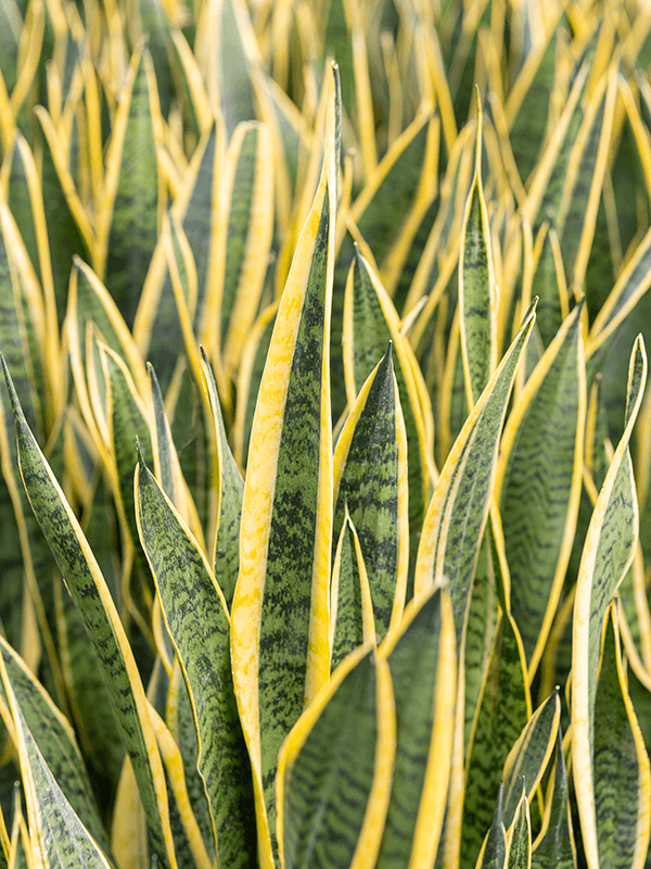sansevieria amarillenta Sansevieria Laurentii - easy care, shade tolerant plant
