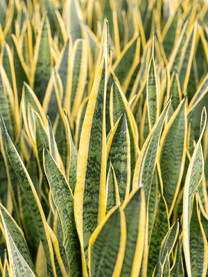 Sansevieria Laurentii Snake plant in 11 cm pot - Cambridge Bee