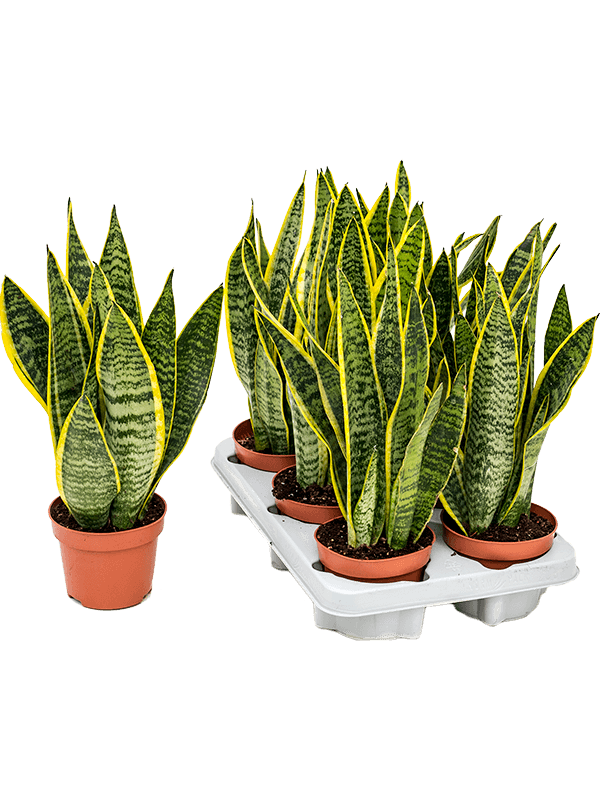 Sansevieria Laurentii Snake plant in 11 cm pot - Cambridge Bee