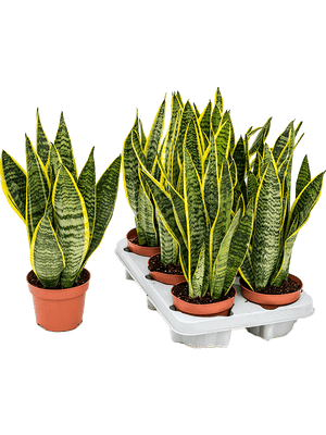 Sansevieria Laurentii - Cambridge Bee