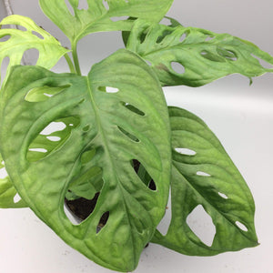 Monstera Adansonii - Monkey Mask - Cambridge Bee