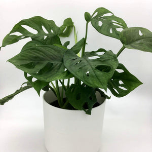 Monstera Adansonii - Monkey Mask - Cambridge Bee