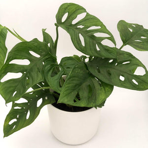 Monstera Adansonii - Monkey Mask - Cambridge Bee