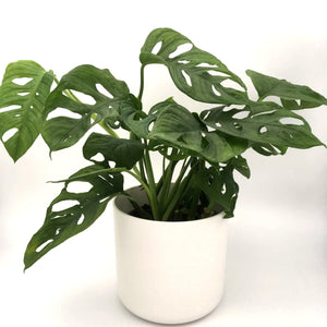 Monstera Adansonii - Monkey Mask - Cambridge Bee