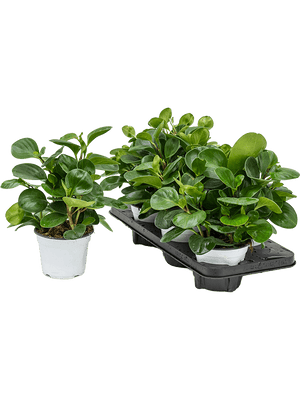 Peperomia Obtusifolia - Cambridge Bee