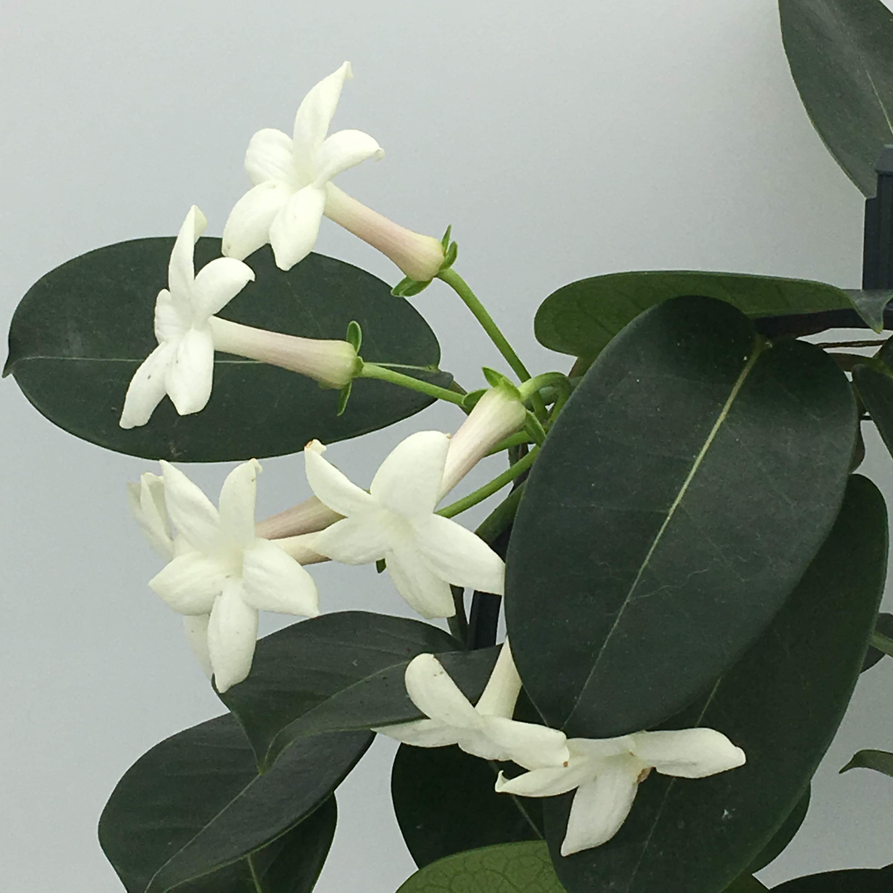 Planta De Jazmín Estefanota (Stephanotis) - Origen Madagascar, Flor Tropical Resistente Y Fácil De Cuidar
