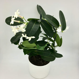 Stephanotis Floribunda - Madagascar Jasmine - Cambridge Bee