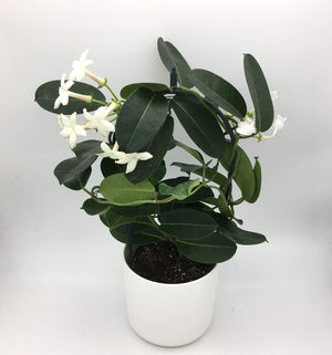 Stephanotis Floribunda - Madagascar Jasmine - Cambridge Bee