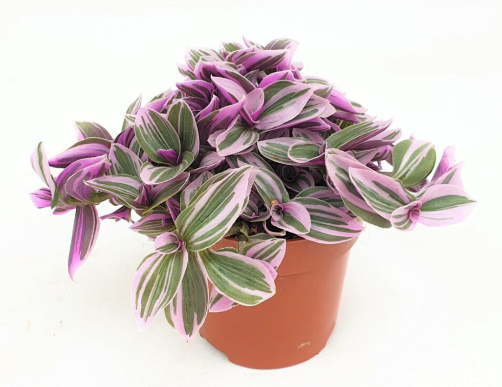 Tradescantia Sweetness